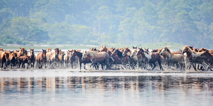 Picture of WATER HORSES II