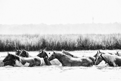 Picture of WATER HORSES III