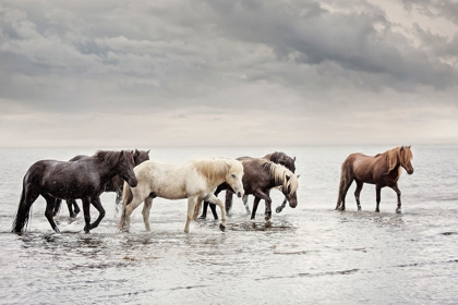 Picture of WATER HORSES IV