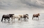 Picture of WATER HORSES IV