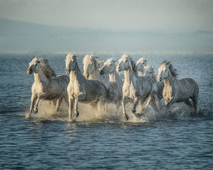 Picture of WATER HORSES VI