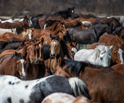 Picture of HORSE BACK