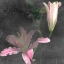 Picture of FLEUR DE LYS II