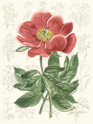 Picture of PEONY FLOWER GARDEN II