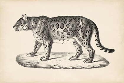 Picture of BRODTMANN FEMALE LEOPARD