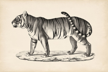 Picture of BRODTMANN MALE TIGER