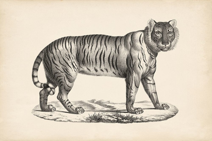 Picture of BRODTMANN FEMALE TIGER