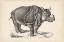 Picture of BRODTMANN RHINOCEROS