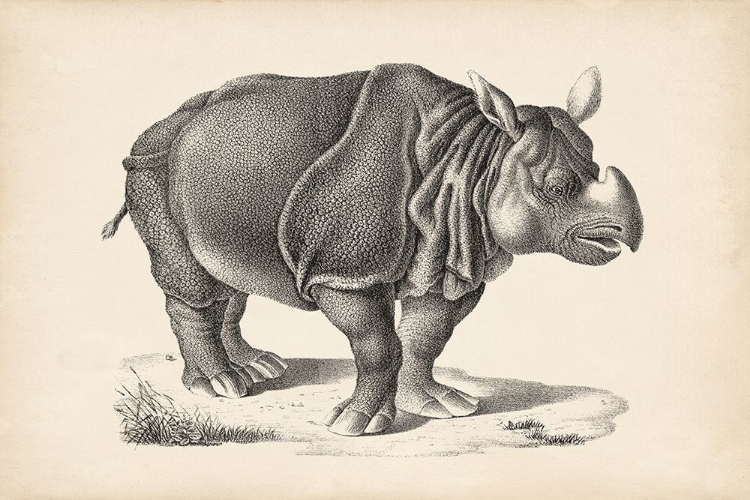 Picture of BRODTMANN RHINOCEROS