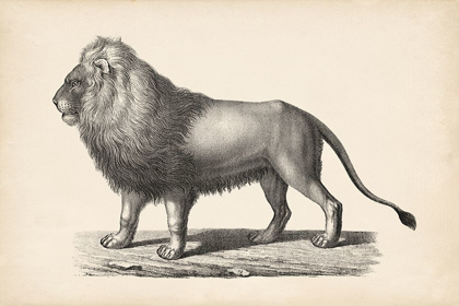 Picture of BRODTMANN LION
