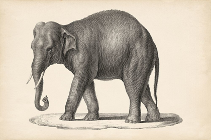 Picture of BRODTMANN ELEPHANT
