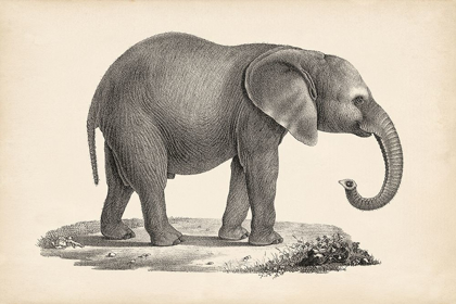 Picture of BRODTMANN YOUNG ELEPHANT