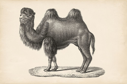 Picture of BRODTMANN CAMEL