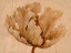 Picture of SEPIA TULIP ON BIRCH I
