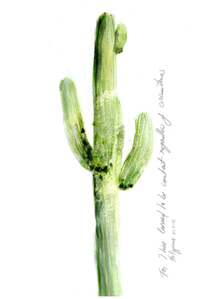 Picture of CACTUS VERSE V
