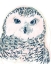 Picture of FUNKY OWL PORTRAIT IV