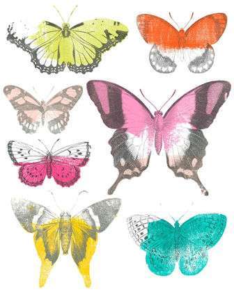 Picture of CHROMATIC BUTTERFLIES II