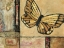 Picture of BUTTERFLY IN BORDER II