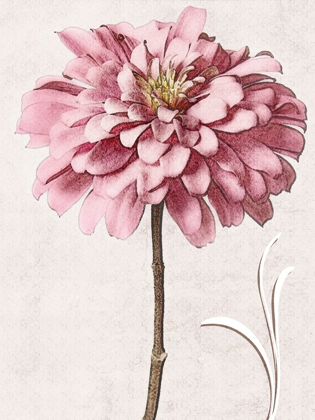 Picture of PINK ZINNIA II
