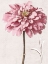 Picture of PINK ZINNIA II
