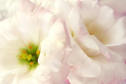 Picture of PINK BLOSSOMS I