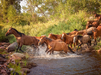 Picture of RIVER HORSES II