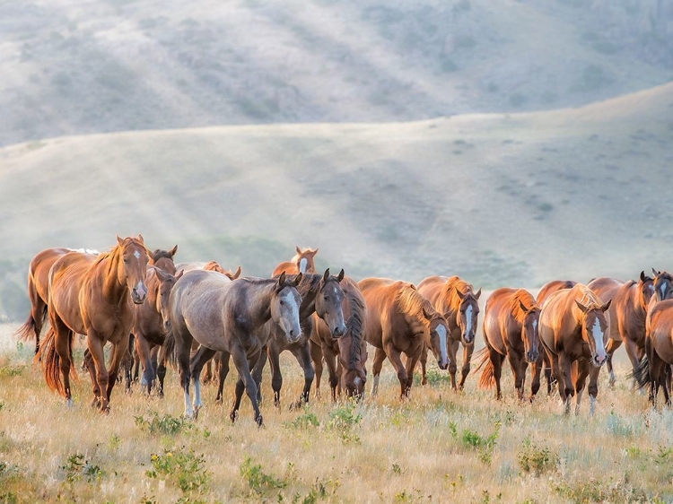 Picture of SUNKISSED HORSES III