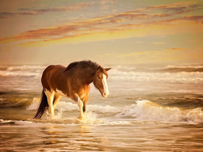 Picture of SUNKISSED HORSES V