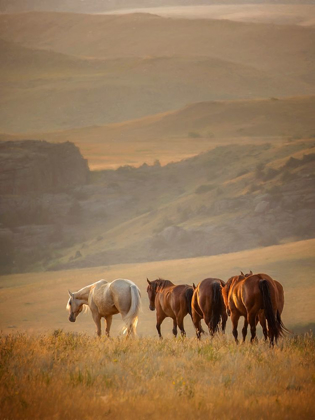 Picture of SUNKISSED HORSES VI