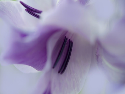 Picture of A GIFT IN PURPLE III