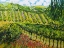 Picture of MOUNTAIN VINEYARD