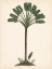 Picture of PALM TREE STUDY I