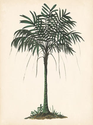 Picture of PALM TREE STUDY II