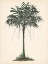 Picture of PALM TREE STUDY II