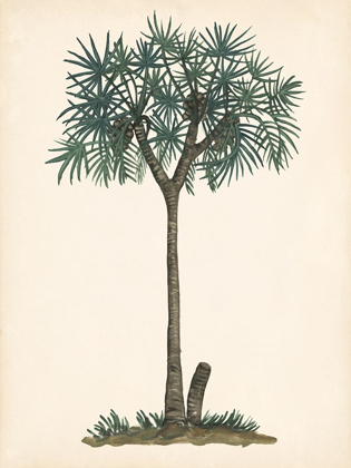 Picture of PALM TREE STUDY III