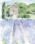 Picture of LAVENDER FIELDS I
