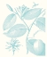 Picture of BOTANICAL STUDY IN SPA III
