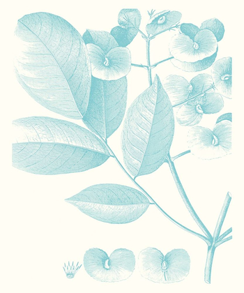 Picture of BOTANICAL STUDY IN SPA V
