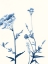 Picture of INDIGO WILDFLOWERS I