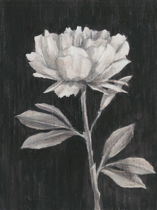 Picture of BLACK AND WHITE FLOWERS III