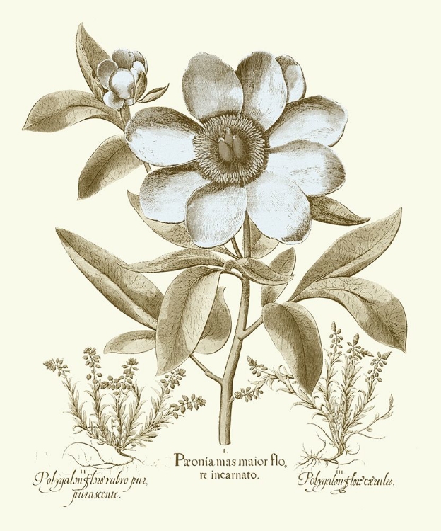 Picture of SPA PEONIES I