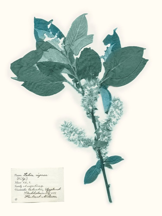 Picture of PRESSED FLOWERS IN SPA I