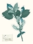 Picture of PRESSED FLOWERS IN SPA I