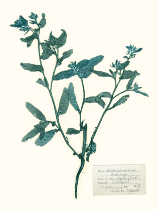 Picture of PRESSED FLOWERS IN SPA III