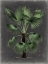 Picture of DRAMATIC PALM II