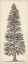 Picture of PACIFIC NORTHWEST TREE SKETCH I