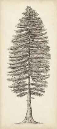 Picture of PACIFIC NORTHWEST TREE SKETCH II
