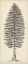 Picture of PACIFIC NORTHWEST TREE SKETCH II