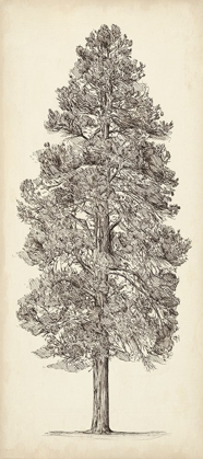 Picture of PACIFIC NORTHWEST TREE SKETCH III