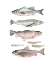 Picture of FISH COMPOSITION I